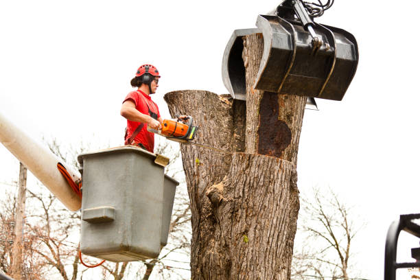 Best Firewood Processing and Delivery  in Jacinto City, TX